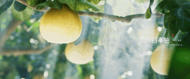微信圖片_20191126155327.gif